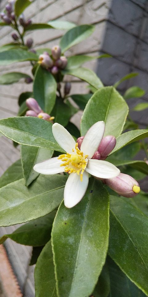 レモンの花 レモンの花