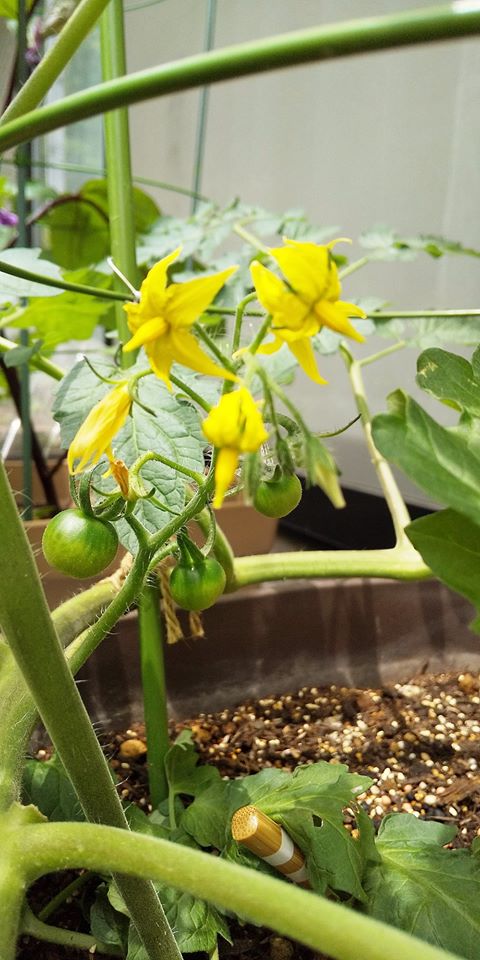 ミニトマトの花 ミニトマトの花
