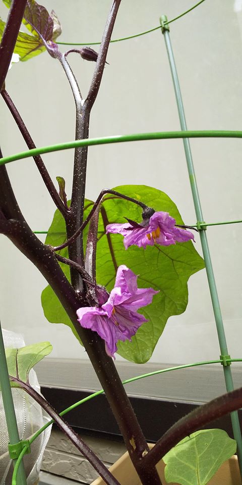 ナスの花 ナスの花