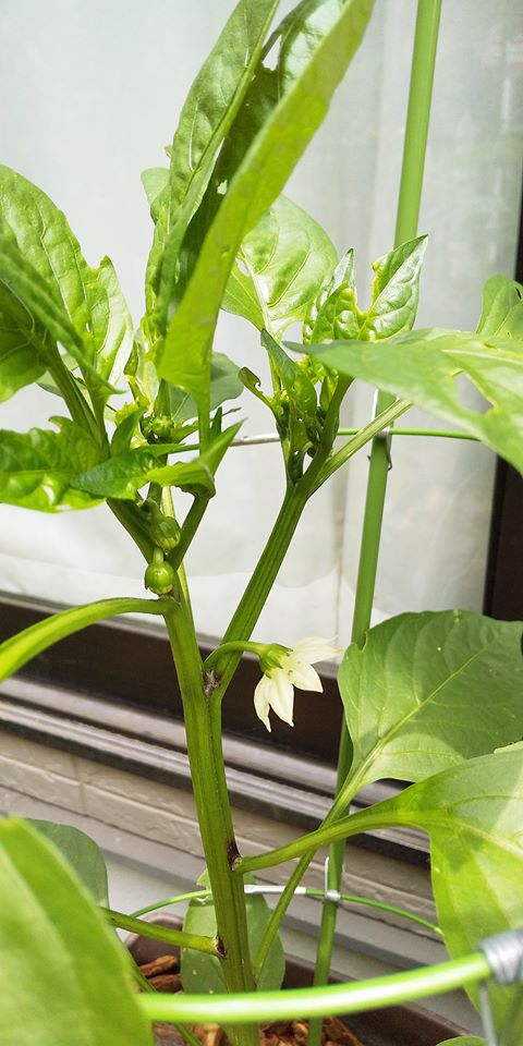 ピーマンの花 ピーマンの花